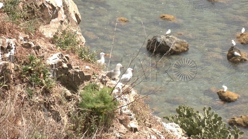 gaviotas-adouin-anidar-incordio-cabra