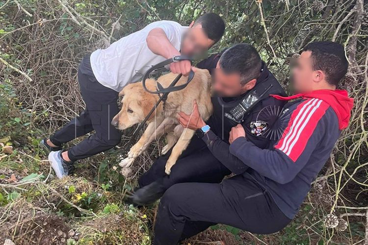 rescate-perro-2