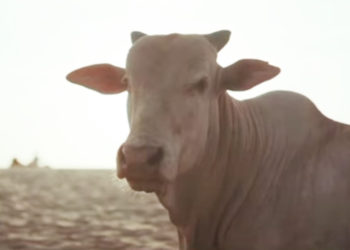 vaca-brasil-marruecos