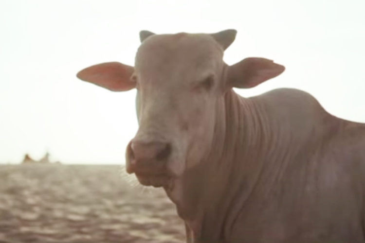 vaca-brasil-marruecos
