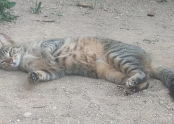 gatos-gumersinda-aquilino