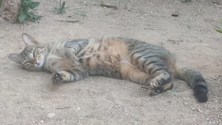 gatos-gumersinda-aquilino