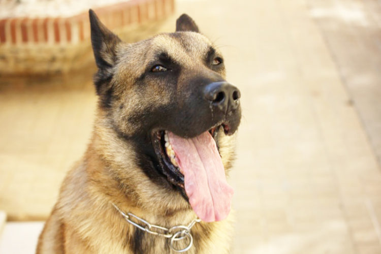 romulo-perro-policia-nacional-002