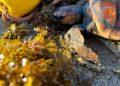 tortuga-san-amaro-red-deriva-3