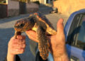 tortuga-san-amaro-red-deriva-4