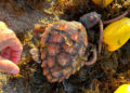 tortuga-san-amaro-red-deriva-5