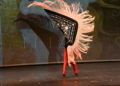 escuela-danza-rosa-founaud-espectaculo-efimero-eterno-65