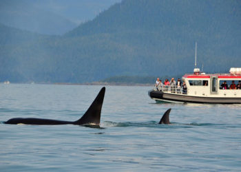 orca
