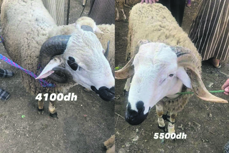 precios-venta-ganado-eid-adha-001