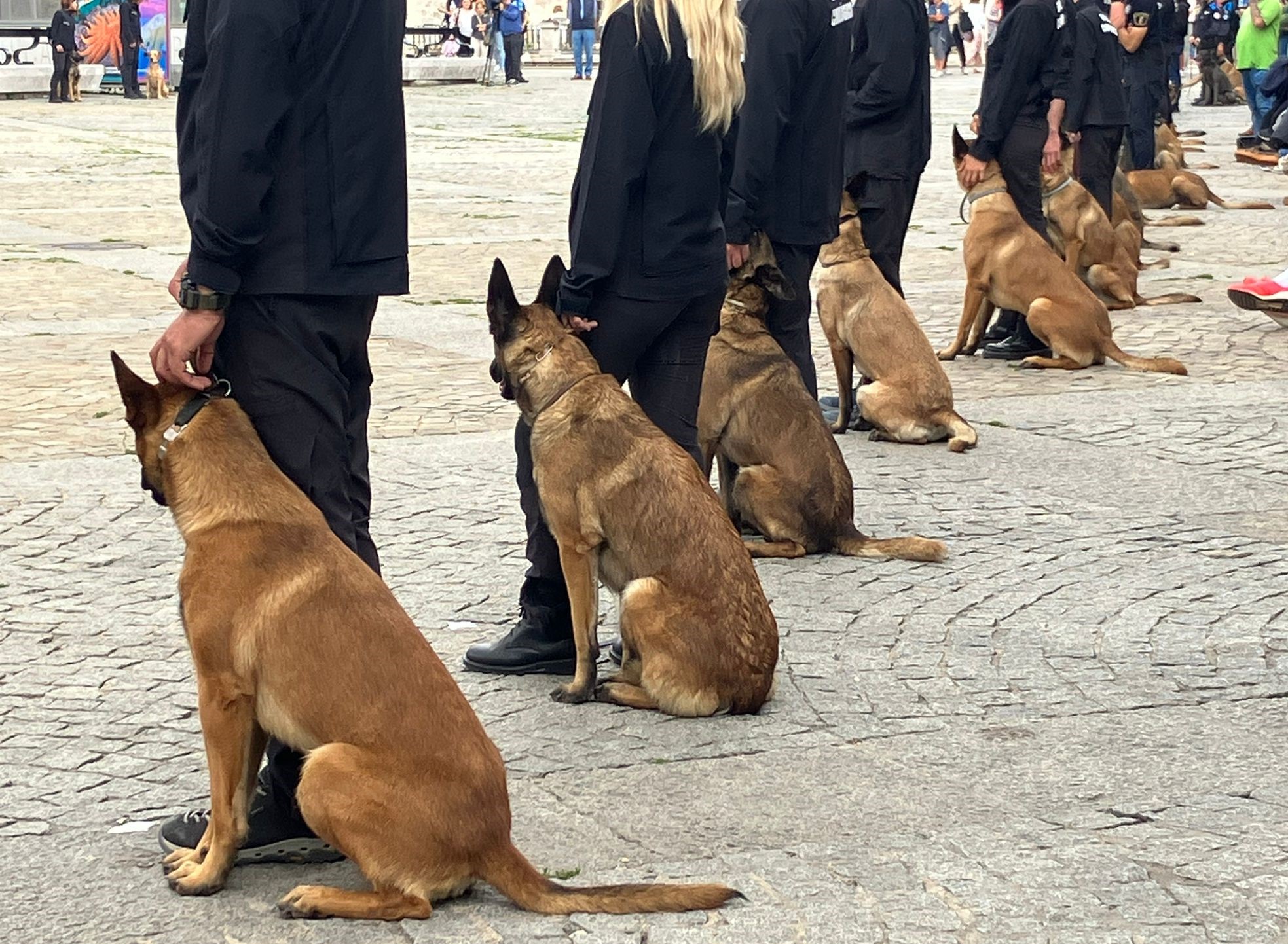 unidad-canina-antidroga-carcel-ceuta-7