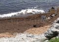 algas-playa-calamocarro-1