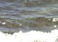 algas-playa-calamocarro-12
