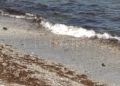 algas-playa-calamocarro-13