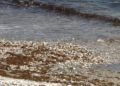 algas-playa-calamocarro-16