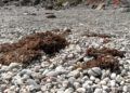algas-playa-calamocarro-3