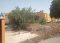 arboles-maleza-barriada-tejar-ingenieros-2