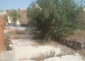 arboles-maleza-barriada-tejar-ingenieros-4