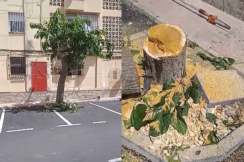 arboricidio-principe-felipe-talado-arboles-por-la-cara