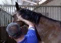 curso-iniciacion-hipica-equitacion-caballos-024