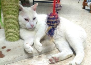 gato-muti-003