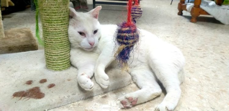 gato-muti-003