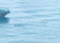inmigrantes-guardia-civil-playa-fuente-caballos-1