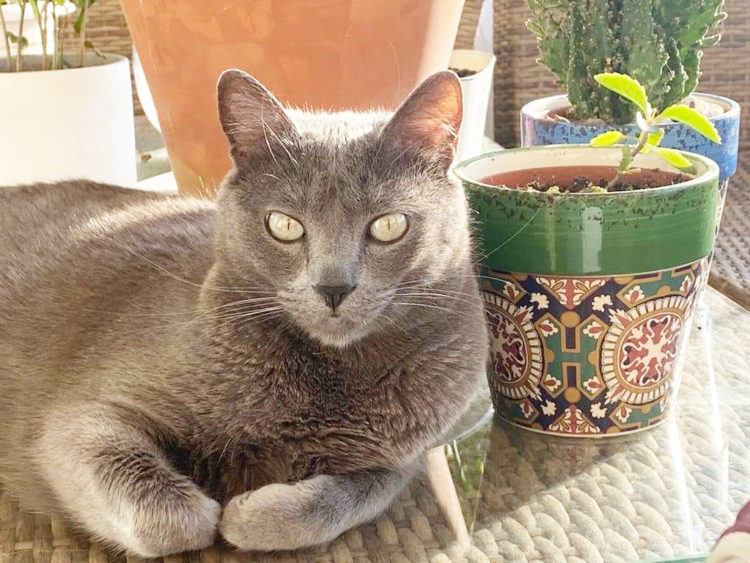 natos-gato-perdido-edificio-colores-2
