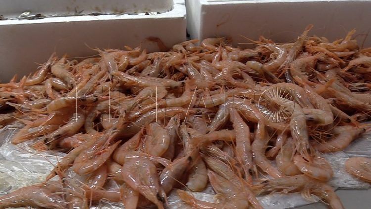 gambas