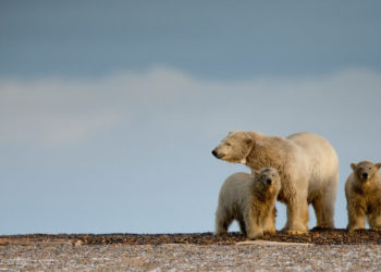 A stranded polar bear mother and her two cubs in Kaktovik, Alaska.
As the Arctic sea ice minimum retreats, over 700 miles from the shore, bears must either head north or swim south to land, as the ice breaks up, reducing the amount of time they can spend hunting on the sea ice.