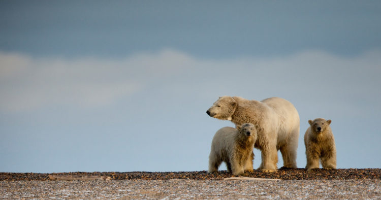 A stranded polar bear mother and her two cubs in Kaktovik, Alaska.
As the Arctic sea ice minimum retreats, over 700 miles from the shore, bears must either head north or swim south to land, as the ice breaks up, reducing the amount of time they can spend hunting on the sea ice.