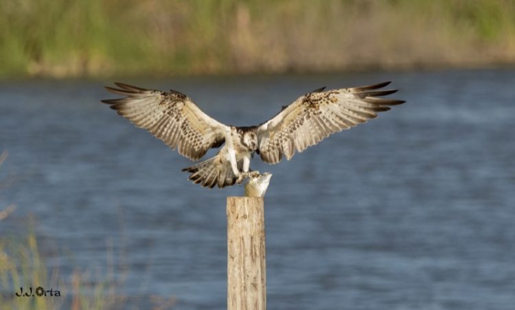 aguila-pescadora-001