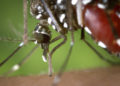 alertan-expansion-desatada-mosquito-tigre-calor