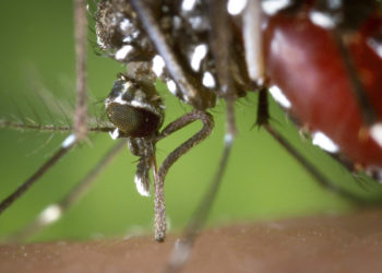 alertan-expansion-desatada-mosquito-tigre-calor