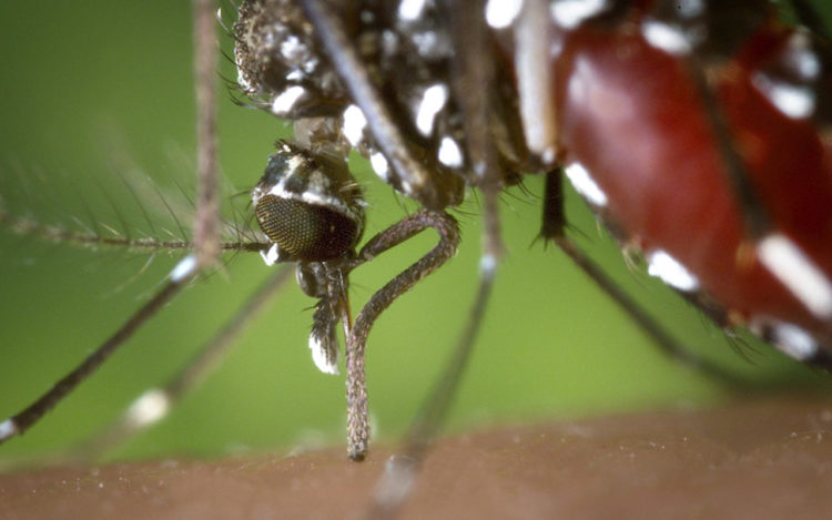 alertan-expansion-desatada-mosquito-tigre-calor
