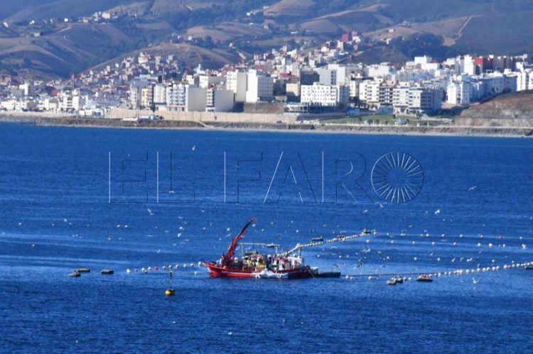 cofradia-tratara-capitania-futuro-almadrabas-001