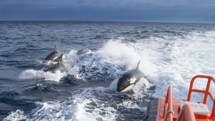 orcas-estrecho-1-750x422