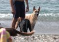 ceuta-busca-colaboracion-publico-privada-crematorio-mascotas