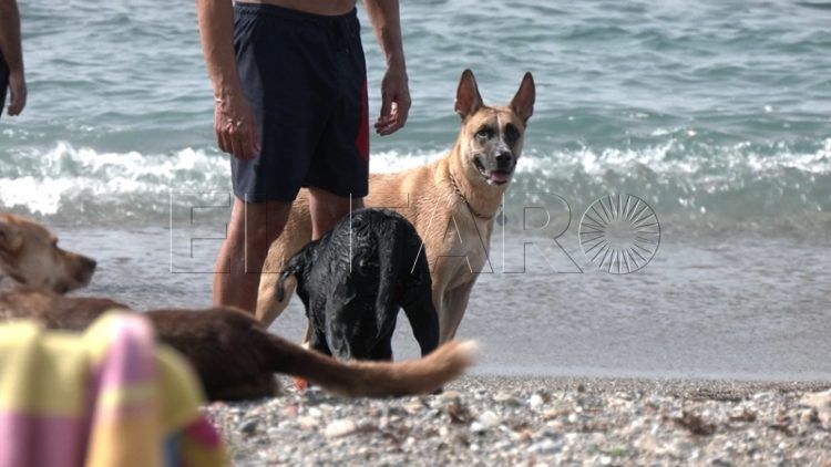 ceuta-busca-colaboracion-publico-privada-crematorio-mascotas