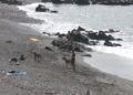 playa-perros-mucho-mejorar-009