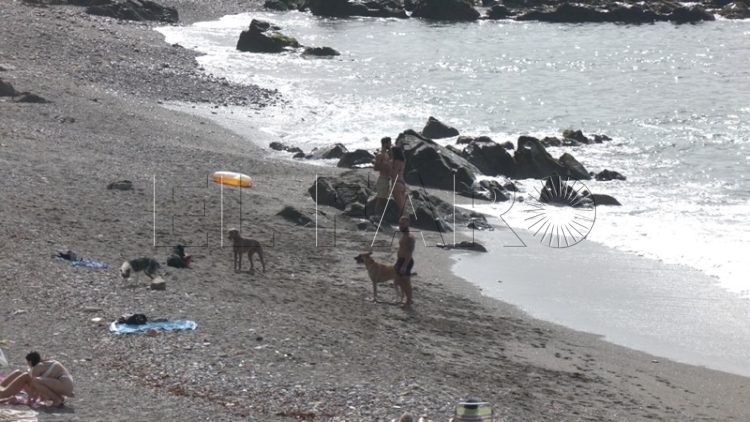 playa-perros-mucho-mejorar-009