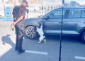 policia-nacional-hachis-coche-ceuta-puerto-algeciras-1