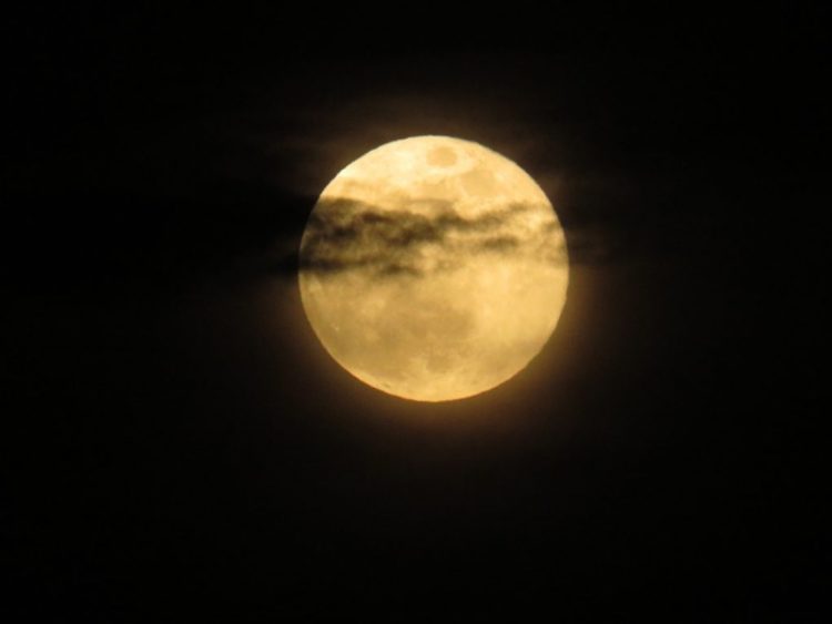 superluna-flores-colaboracion-007