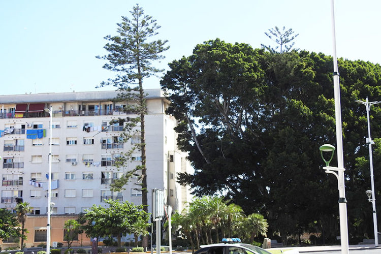 caida-arboles-jardines-argentina-vecinos