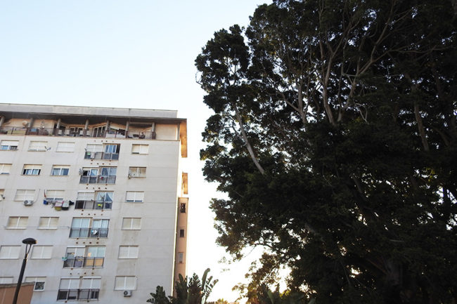 caida-arboles-jardines-argentina-vecinos-piso-2