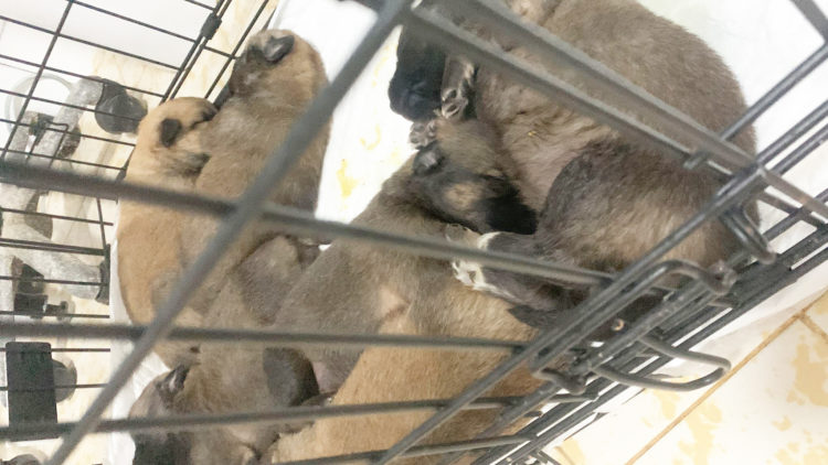 camada-cachorros-busca-acogida-1