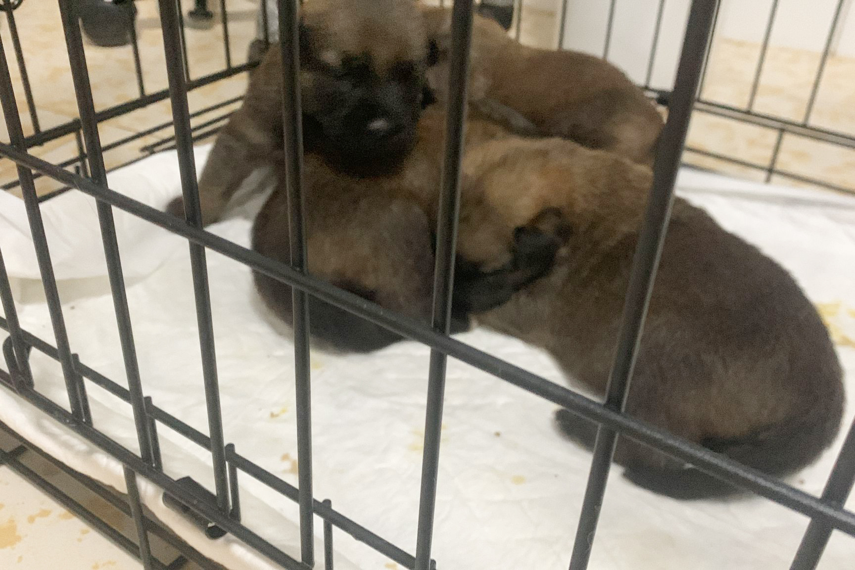 camada-cachorros-busca-acogida-3