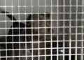 francia-segunda-oportunidad-perros-protectora-001