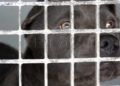 francia-segunda-oportunidad-perros-protectora-002