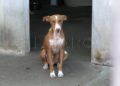 francia-segunda-oportunidad-perros-protectora-003