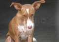 francia-segunda-oportunidad-perros-protectora-004